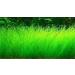 10G Small Hairy Grass Aquarium Aquatic Seeds Garden Water Grass Plant Fish Tank Landscaping Easy Grow
