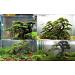 Aquarium Wood Bonsai Tree Decoration Premium Pieces Aquascaping Root Iwagumi Tree L 30x25x20cm - Buy Online on GoSupps.com