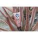 Maui Vera Mineral Sunscreen 3 Fl Oz - Pack of 1 | Natural Sun Protection - Buy Online on GoSupps.com