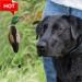 Dog Training Duck Dummy Gun Dog Training Dummy With Throwing Toggle Dog Retrieve Dummy Bird Dummy Dog Training For Puppies Or Adult Hunting Dogs - Buy Online on GoSupps.com