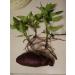 Okinawa Sweet Potato Seeds - Buy Hawaiian Uala Seeds for International Shipping - Buy Online on GoSupps.com