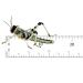 Livefood UK Live Locusts Small/Medium size 10mm to 20mm MEGA TUB of 25 Live Locusts (Reptile Livefood)
