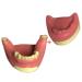 Dytah dental jaw teeth are lacking demonstration model of lavish gum model teaching study Standard typodont oral demonstration model (2 PCs)
