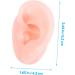 LIFKOME Silicone Ear Body Parts 2 Pairs of Ear Models for Display Cleaning Training No Bubbles - Buy Online on GoSupps.com