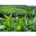 Th chinois Anxi Tieguanyin 250g frais naturel bio Tikuanyin Oolong th sain nourriture verte - Buy Online on GoSupps.com