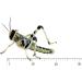 Livefood UK 100 Medium size 15mm to 30mm Live Locusts supplied in woven bag (100 Locusts in woven bag) - Buy Online on GoSupps.com