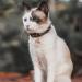 Hound & Yard Extra Loud Cat/Dog Collar Bells Charm M - Pack of 1 - Buy Online on GoSupps.com