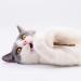 3PCS Natural Catnip Stick Cat Cleaning Teeth Molar Toothpaste Branch Cats Snacks Sticks Supplies Kitten Pet Biting Excitement Stick - Buy Online on GoSupps.com