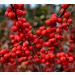 hawthorn berry antioxidant - HAWTHORN BERRIES EXTRACT - hawthorn berry extract capsules berry extract powder wild berry energy hawthorn energy pills hawthorn hair conditioner 2 Bot 120 Capsules - Buy Online on GoSupps.com