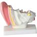 Ear Model Human Ear Anatomy Model 1.5X Magnification Model Suitable for Medical - Buy Online on GoSupps.com
