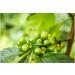 Medica Autumn Green Coffee - 60 Capsules for Healthy Weight Detox & Kidney Support - Ideal for Men & Women - Buy Online on GoSupps.com