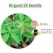 Nirgundi (Vitex negundo) 100% Natural Essential Oil - Pure Undiluted Cold Pressed Aromatherapy Premium Oil - Therapeutic Grade - 15 ML with Dropper Nirgundi 15 ML with dropper - Buy Online on GoSupps.com