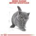 Royal Canin British Shorthair Kitten Complete Dry Cat Food 3 x 400g - Buy Online on GoSupps.com