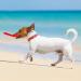 Dog Flyer Toy Dog Flying Disc Pack of 2 (Red+Blue)19CM - Buy Online on GoSupps.com