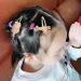 Cute Snap Metal Hair Clip for Girls | Animal Hairpins & Elastic Bands for Kids - Buy Online on GoSupps.com