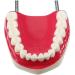 LBYLYH Standard Dental Lehling Model - Realistic Teeth Soft Chewing Gum & Tongue for Clinical Demonstrations - Easy to Use & Store - Buy Online on GoSupps.com