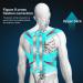 Adjustable Breathable Back Brace Posture Corrector for Men & Women - Pain Relief Support Belt in Gray Size Small - Buy Online on GoSupps.com