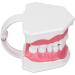 Tooth Model - Best 120 Opening Dental Visualization for Practice | International Shipping - Buy Online on GoSupps.com
