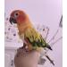 Kama Bridal Diapers for Parakeets Cockatiels & Small Birds - 2 Pack | Best for Macaws Budgerigars & Canaries - International Shipping Available! - Buy Online on GoSupps.com