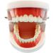 Standard Teeth Model Typodont - Ideal for Demonstration & Teaching | Children's Learning Tool - Buy Online on GoSupps.com
