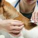 Buy Yanzeo Pet ID Microchip - 2.12x12mm RFID Tag for Dogs & Cats | ISO11784 Compliant 15 Bit Worldwide Shipping - Buy Online on GoSupps.com