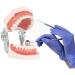 Wudaizhi Dental Model with Removable Teeth - Perfect for Teaching & Practice | International Shipping Available - Buy Online on GoSupps.com