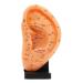 9"Human Ear Acupuncture Anatomical Model with Acupuncture Points Ear Model Anatomy Professional Medical Model Teaching Aids