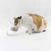 QIYADIN Tilted Raised Posture Cat Food Bowl - Anti Vomiting 15 Degree Elevated Stand (1) - Buy Online on GoSupps.com