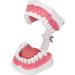 Vomeko Tooth Brushing Practice Model for Kids - Ideal Training Set with Brush - International Shipping Available - Buy Online on GoSupps.com