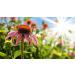 Echinacea Tincture 100ml - Best Quality Immune Support - International Shipping Available - Buy Online on GoSupps.com