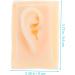 Silicone Tool 1 Pair Ear Model Science Teaching Tools Teaching Aid Ear Model Human Body Model Massage Tool Pro Tools Ear Models Ear Presentation Model Ear Model Body - Buy Online on GoSupps.com
