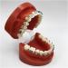 ERNZI Typodont Teeth Model | Dental Orthodontic Demonstration for Science Teaching | International Shipping Available - Buy Online on GoSupps.com