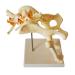 Dog Hip Joint Skeleton Medical Model - Canine Dog Lumbar Vertebra Hip Joint with Femur Model - for Veterinary Teaching Medical Model