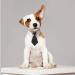Shop Hacraho Dog Tie - Adjustable Smoking Neck Band for Small & Medium Dogs | Stylish & Secure Collar with Quick Lock Buckle - Buy Online on GoSupps.com