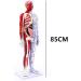 85Cm Male Acupuncture Manikin Human Body Model with Pressure Point and Twelve Meridians for Study Teaching Supplies Meridian Acupuncture Point Model - Buy Online on GoSupps.com