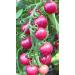 2G / 40 Pink Cherry Tomatoes - Buy Online on GoSupps.com