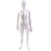 Model Anatomy Professional Medical Acupuncture 48Cm 19"