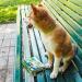 Croci Niki Natural Defense Adjustable Dog Collar with Neem Oil - Size 75 cm - Buy Online on GoSupps.com