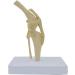 Animal Joint Model - Dog Knee Joint Model - Teaching Model of Dog Knee Joint Medicine - Used for Demonstration Assistance