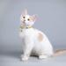 Tagme Personalized Cat Collar - Adjustable Safety Neck Band with Name & Phone 2-Pack Yellow (18-28 cm) - Perfect for Cats - Buy Online on GoSupps.com