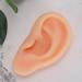 Silicone Left Ear Acupuncture Practice Model - Professional Massage Teaching Tool - Buy Online on GoSupps.com