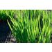 Organic Hard Red Winter Wheat Berries from Rocky Mountains - Cache Harvest Co. Premium (10 oz) - Buy Online on GoSupps.com