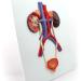 Human Urinary System Model-Ureter Bladder and Urethra Model-This Model is Composed of Kidney Ureter Bladder Bladder Arteries and Veins - Buy Online on GoSupps.com