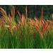 Herbal Cure Red Rice (Red Yeast Rice) 454g - Natural Vegan - Product of China - Buy Online on GoSupps.com