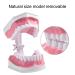Buy Adult Dental Teeth Model | High-Quality Removable Teaching Model & Toothbrush for Effective Oral Care Education - Buy Online on GoSupps.com