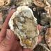 1pc raw Natural Silicified Wood Quartz s Rough Crystal Grain Stone Crafts for Decorative Gift Natural Stones and Minerals - Buy Online on GoSupps.com