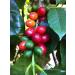 100% Jamaica Blue Mountain Unroasted Coffee - 16oz | Kosher Certified - Buy Online on GoSupps.com