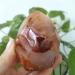 Specimen Healed 2pcs 65-75mm Red Agate Crystal Flame Natural Carnelian Quartz Torch Grey Yellow Gemstones Crystals Reiki Stones Decor As a Gift Home Goods - Buy Online on GoSupps.com