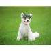 Bbeart Camouflage Pet Hat - Sports Cap with Ear Holes & Chin Straps for Medium & Large Dogs (XL) - Stylish Leisure Visier & Sun Protection - Buy Online on GoSupps.com