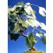 TROPICA - Ginkgo biloba (Ginkgo biloba) - 4 Seeds - Cold-Resistant